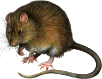a cute rat